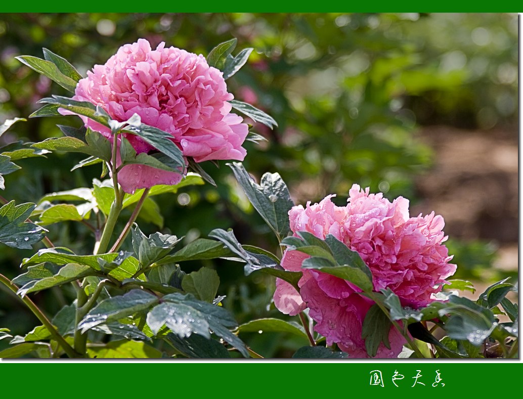 学拍花卉