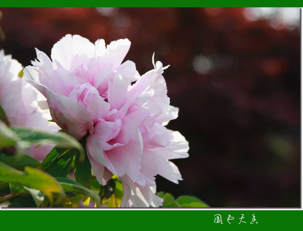 学拍花卉