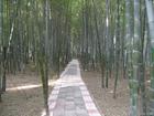 2010墨河公园的初冬