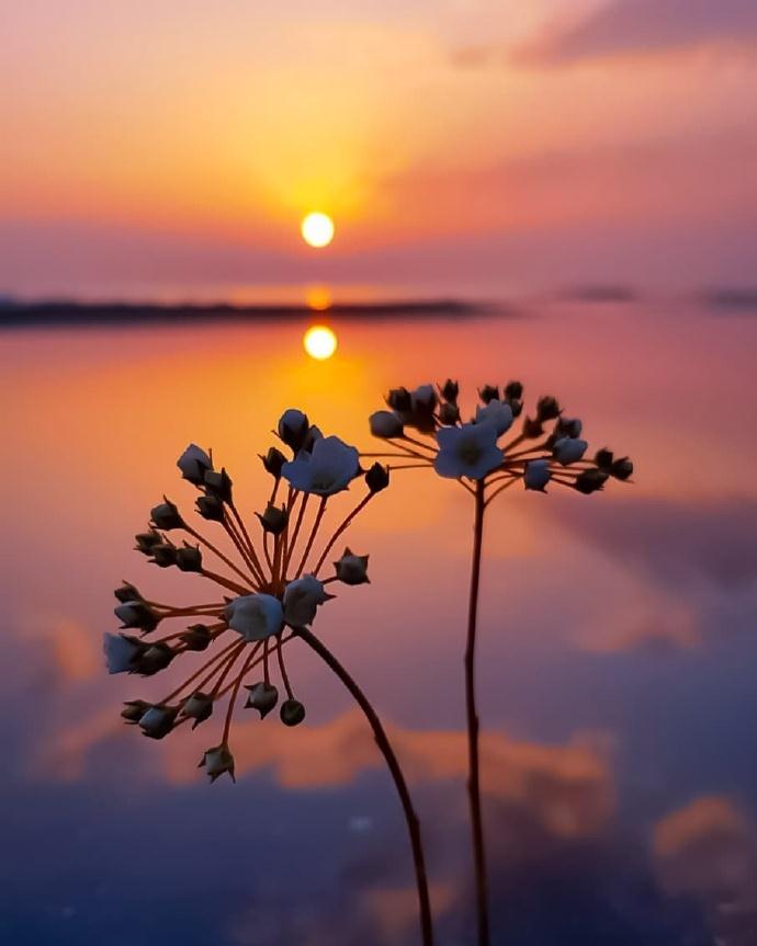 夕阳无限好.