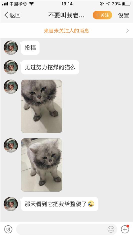 令猫有些许眼熟…