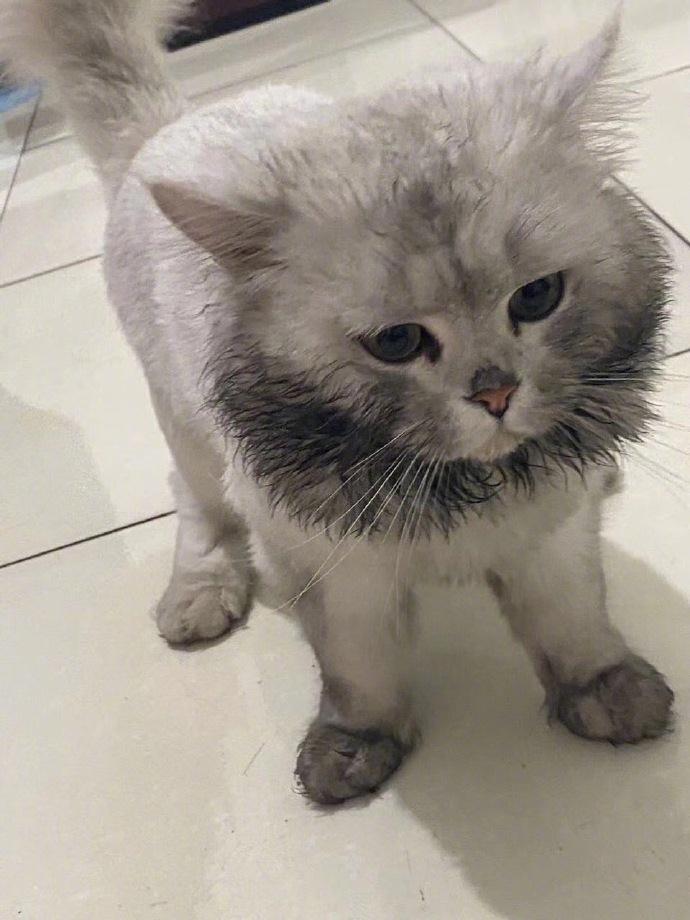 令猫有些许眼熟…