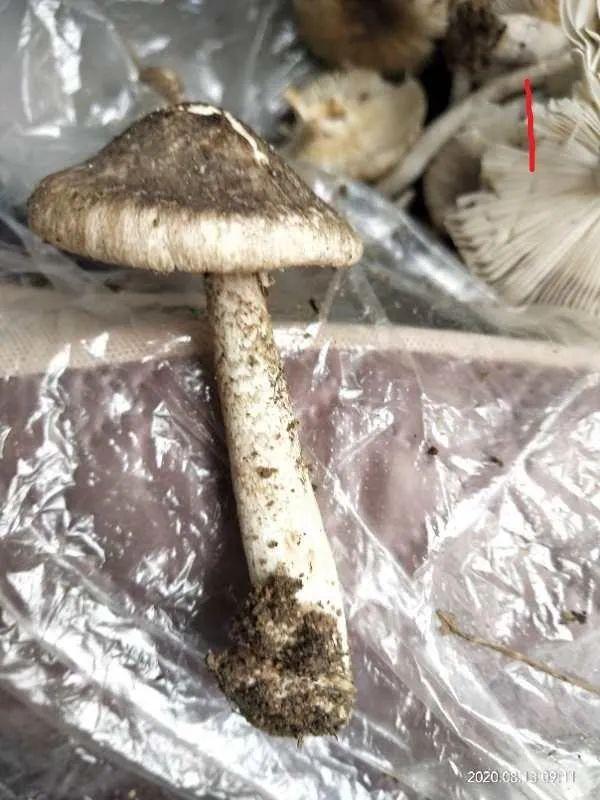 青岛疾控紧急提醒！已有多人中招！