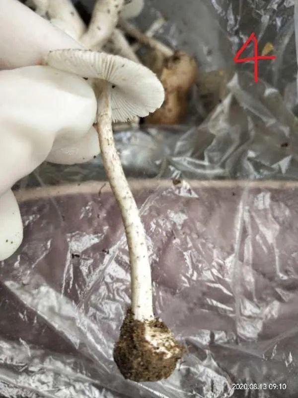 青岛疾控紧急提醒！已有多人中招！
