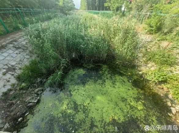青岛市即墨区移风店镇大欧村村西面连接大沽河河渠严重水污染