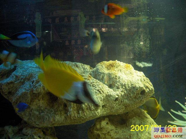 <font color=red><b>[推荐]墨城独家海水观赏鱼</b></font>