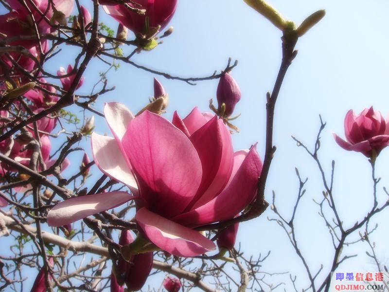 [原创]中山樱花节
