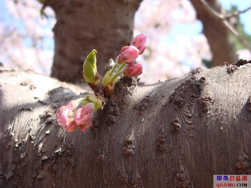 [原创]中山樱花节