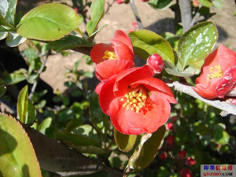 [原创]中山樱花节